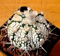 Portal cool astrophytum usato  Spedito ovunque in Italia 