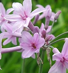 Tulbaghia violacea 15cm for sale  Delivered anywhere in Ireland