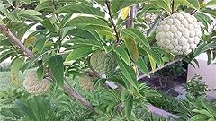 Rare plant tree for sale  Delivered anywhere in USA 