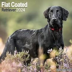 Flatcoated retriever calendar for sale  Delivered anywhere in UK