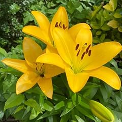 Lilium yellow fragrant for sale  Delivered anywhere in UK
