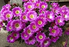 Portale cool echinocereus usato  Spedito ovunque in Italia 