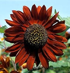 Girasole regina velluto usato  Spedito ovunque in Italia 