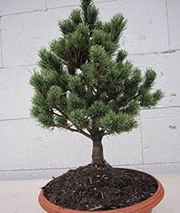 Pinus parviflora hagoromo gebraucht kaufen  Wird an jeden Ort in Deutschland