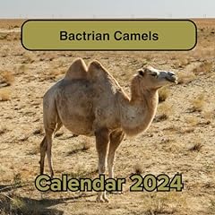 Bactrian camels calendar for sale  Delivered anywhere in USA 