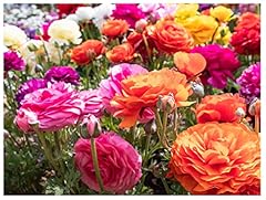 Ranunculus asiaticus mix for sale  Delivered anywhere in UK