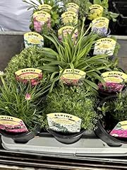 Mixed alpines perennial for sale  Delivered anywhere in UK