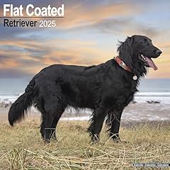 Flatcoated retriever 2025 for sale  Delivered anywhere in UK