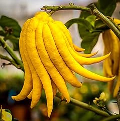 Buddha hand citrus for sale  Delivered anywhere in USA 