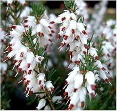 Growon shrubs heather for sale  Delivered anywhere in UK
