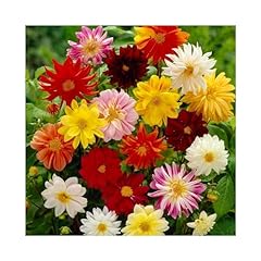 Pronto seed dahlia for sale  Delivered anywhere in Ireland