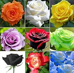 Multicolored rose flower for sale  Delivered anywhere in USA 