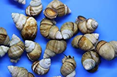 Pack trapdoor snails for sale  Delivered anywhere in USA 