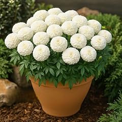 African marigold dwarf for sale  Delivered anywhere in UK
