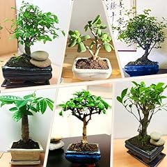 Evergreen bonsai selection for sale  Delivered anywhere in UK