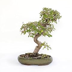 Kentis bonsai zelkova usato  Spedito ovunque in Italia 