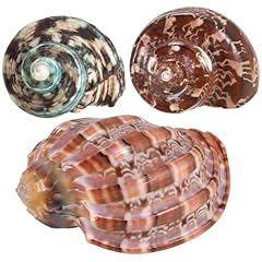 3pcs natural hermit for sale  Delivered anywhere in USA 