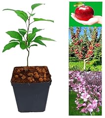 Fruit trees quince for sale  Delivered anywhere in UK