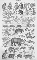 Mammalia antique lithograph for sale  Delivered anywhere in UK