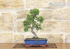 Bonsai olmo cinese usato  Spedito ovunque in Italia 