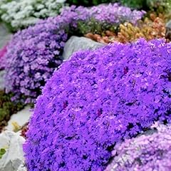 Purple creeping phlox for sale  Delivered anywhere in USA 