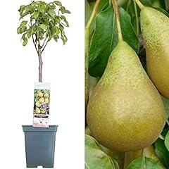 Patio fruit tree for sale  Delivered anywhere in UK