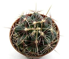 Portal cool thelocactus usato  Spedito ovunque in Italia 