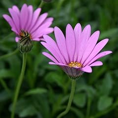 Osteospermum jucundum compactu for sale  Delivered anywhere in UK