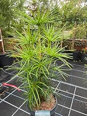 Umbrella pine sciadopitys for sale  Delivered anywhere in UK