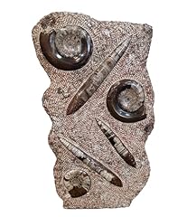 Orthoceras goniatite ammonite for sale  Delivered anywhere in UK