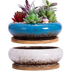 Artketty succulent plant for sale  Delivered anywhere in Ireland