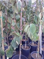 9eztropical bumpo cherimoya for sale  Delivered anywhere in USA 