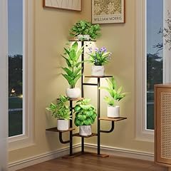 Homsorout corner plant for sale  Delivered anywhere in USA 