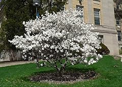 Magnolia stellata pianta usato  Spedito ovunque in Italia 