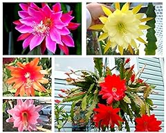 Mix epiphyllum orchid for sale  Delivered anywhere in USA 