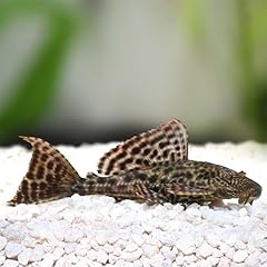 Pleco pack live for sale  Delivered anywhere in USA 