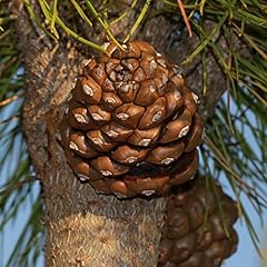 Pinus pinea tree for sale  Delivered anywhere in USA 