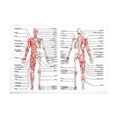 Ultechnovo anatomical poster for sale  Delivered anywhere in UK