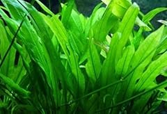 Pondplantsuk echinodorus amazo for sale  Delivered anywhere in UK
