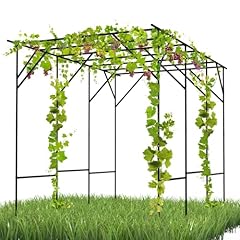 Rucoin grape vine for sale  Delivered anywhere in USA 