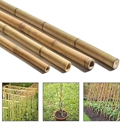 Thick bamboo canes for sale  Delivered anywhere in UK