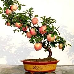 Bonsai importati molto usato  Spedito ovunque in Italia 