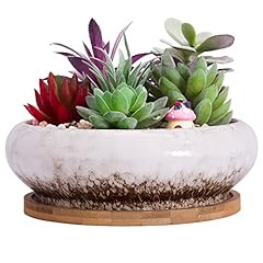 Artketty succulent plant for sale  Delivered anywhere in UK