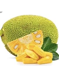Live plant jackfruit for sale  Delivered anywhere in USA 