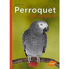 perroquet gris gabon oiseau d'occasion  Livré partout en France