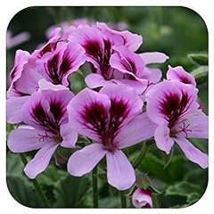 Scented pelargonium orange for sale  Delivered anywhere in Ireland