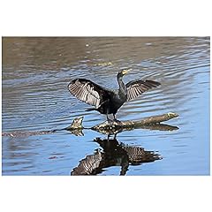 Impression toile canard d'occasion  Livré partout en France