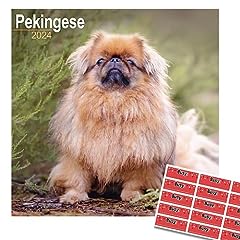 Pekingese calendar 2024 for sale  Delivered anywhere in UK