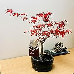 Artistic acer palmatum for sale  Delivered anywhere in UK