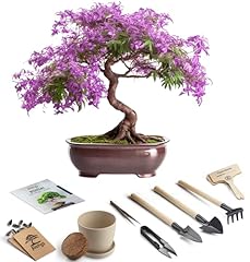 Bonsai starter kit for sale  Delivered anywhere in USA 